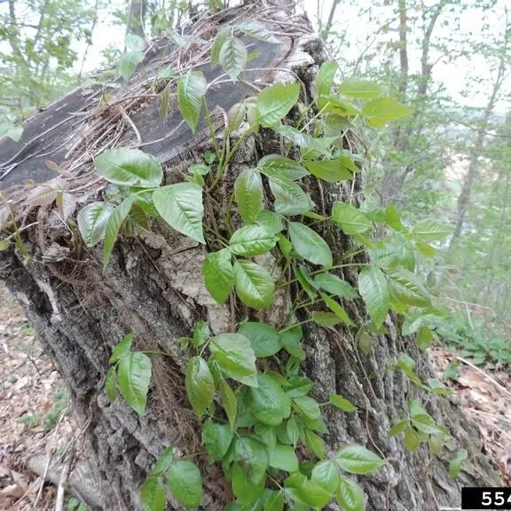 thumbnail for publication: Biology and Management of Poison Ivy (Toxicodendron radicans) in the Home Landscape